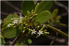 Lumnitzera racemosa